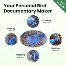 Birdfy Nest - Wooden Smart Birdhouse with Camera