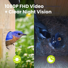 Birdfy Nest Duo - Smart Bird House with Dual Cameras
