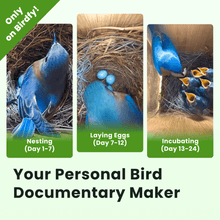 Birdfy Nest Polygon - Smart Birdhouse with Camera, Brown