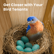 Birdfy Nest Polygon - Smart Birdhouse with Camera, Brown